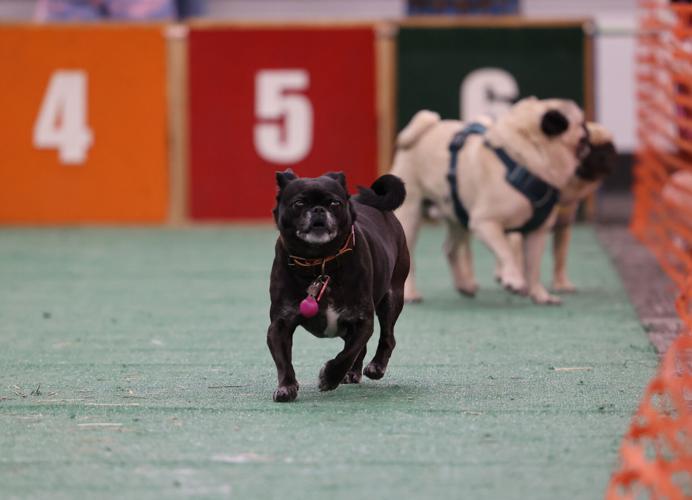 Bluegrass pugfest