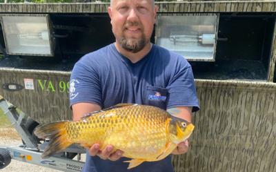 3-pound, 9-ounce goldfish found in Hunting Creek in Virginia (July 2021)