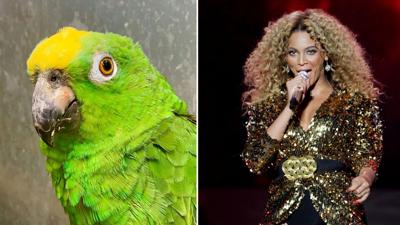 Chico the Parrot and Beyonce