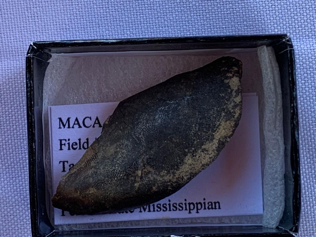 Jaws in Kentucky | Scientists find evidence of ancient sharks in