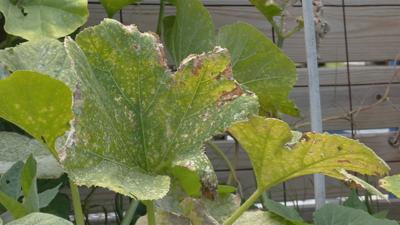 Powdery mildew