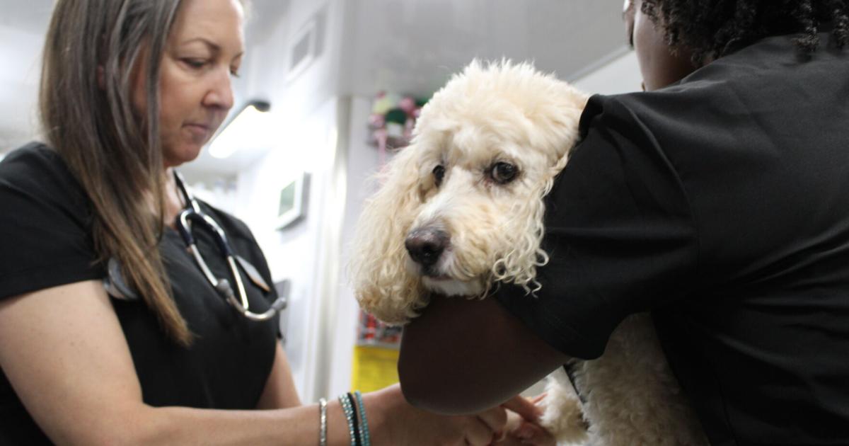 KHS CARE-a-van provides pet veterinary wellness services at Oxmoor Auto Group | Community events KHS CARE-a-van provides pet veterinary wellness services at Oxmoor Auto Group | Community events