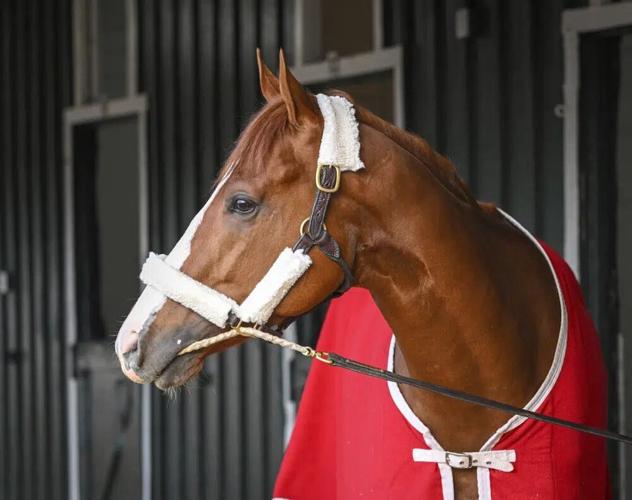 MAGE AT PIMLICO - AP 5-14-2023 2.jpg