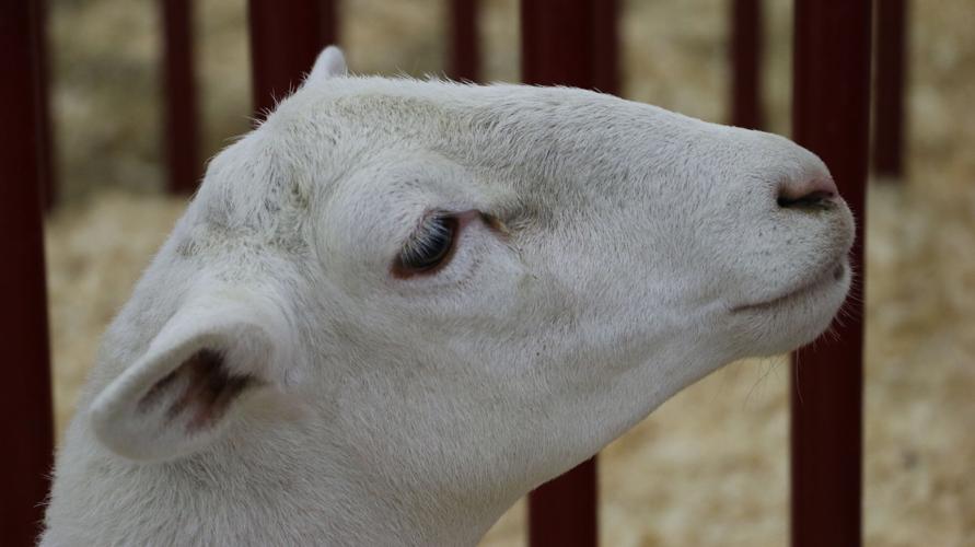 KENTUCKY STATE FAIR 2019 LIVESTOCK - LAMB (59).jpg