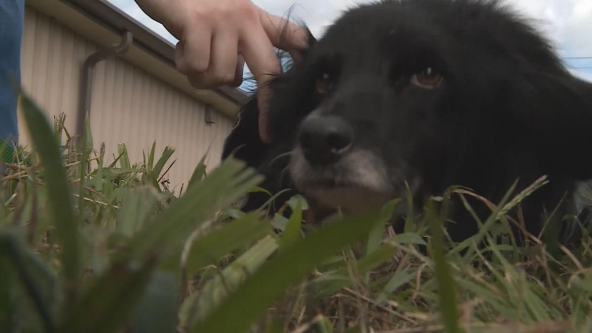 Dog Cat Found In Shed Near Marion County Being Treated For