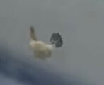 Missing chicken in Charlestown, Indiana (April 2022)