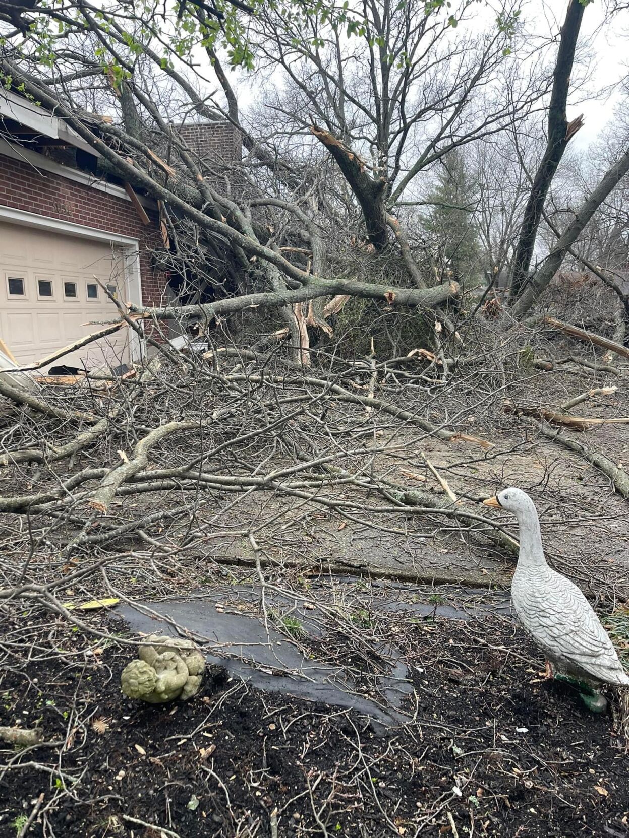 Tree falls on home