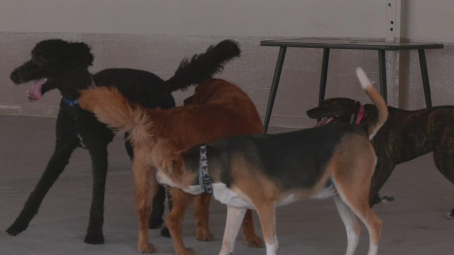 Dogs at Club K9.jpeg