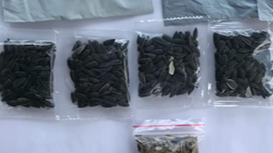 Quarles suspicious seeds in the mail.jpg