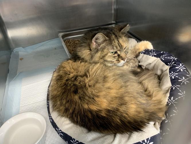 ALLEY CAT ADVOCATES - NEW BUILDING 2-13-2020  (4).jpg