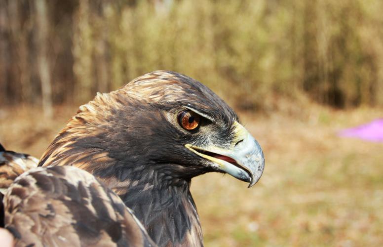 Golden Eagle migrates to Bernheim