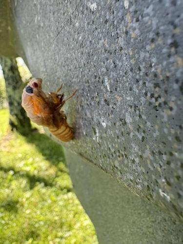 cicada8.jpg