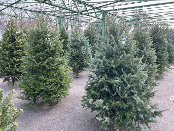 Christmas trees