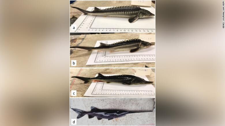 Sturddlefish, new species