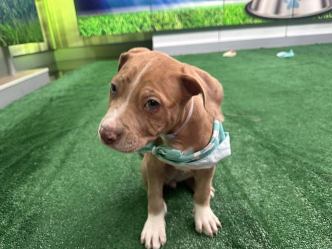 Kentucky Humane Society adoptable puppies