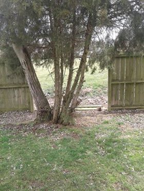 STORMS 3-14-19 - FENCE DOWN NEAR THE AIRPORT - COURTESY REBECCA DENNEY.jpg