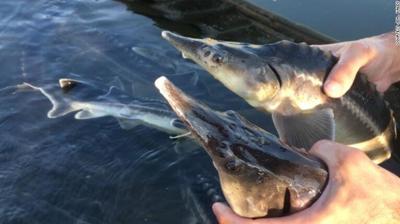 New fish species.jpg