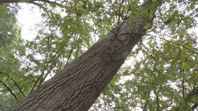 STEAM LIGHTNING (1).jpeg