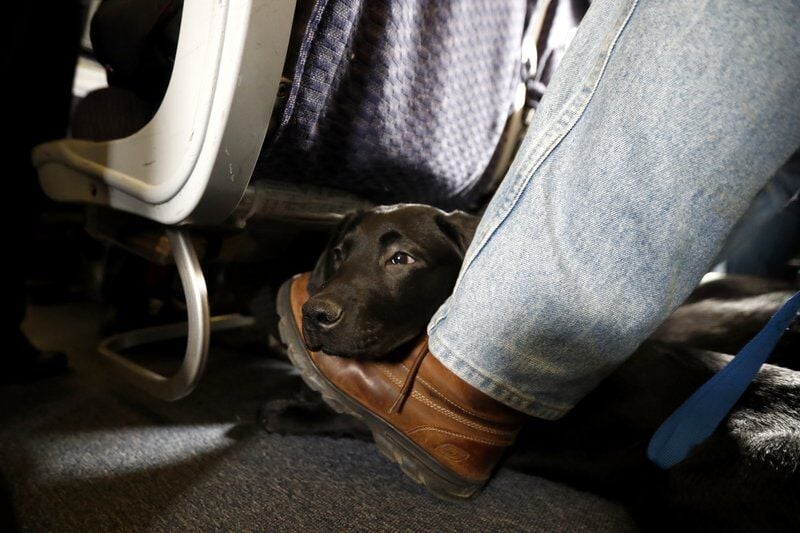 Delta, JetBlue latest major airlines to ban emotional support animals |  National 