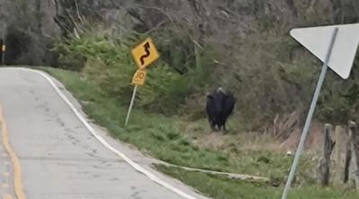 Loose bull encountered by cyclist Bob Barnes