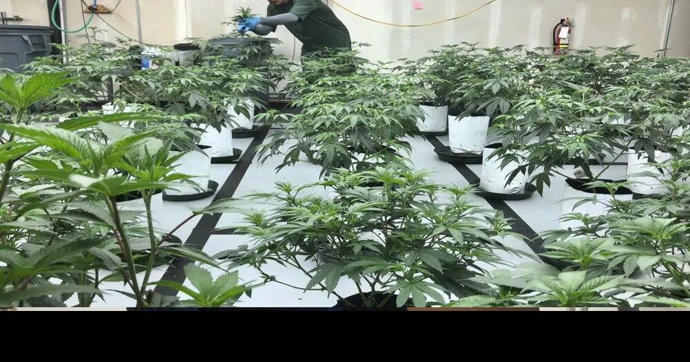 Efforts to legalize marijuana, raise minimum wage highlight bills to watch in Kentucky and Indiana