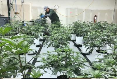 MARIJUANA FARM - WASHINGTON - AP 4-19-2023 1.jpg