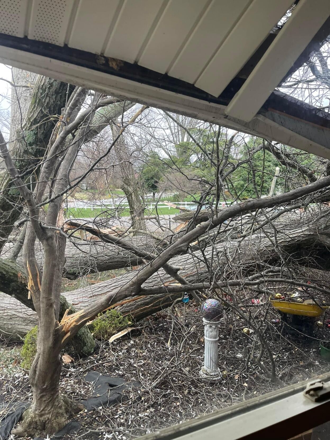 Tree falls on home