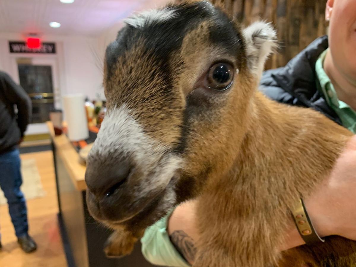 Beer And Goats Are The Featured Entertainment At Nulu Bock Fest