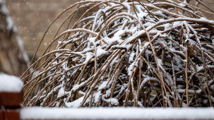 Photos of snow accumulation on Nov. 12, 2022.
