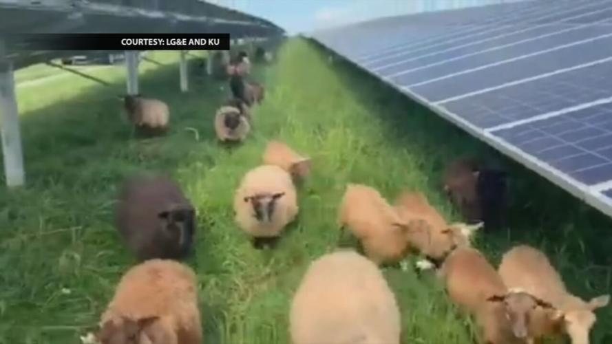 LG&E using sheep as lawnmowers