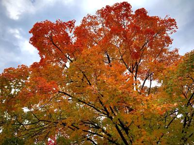 Tree 2