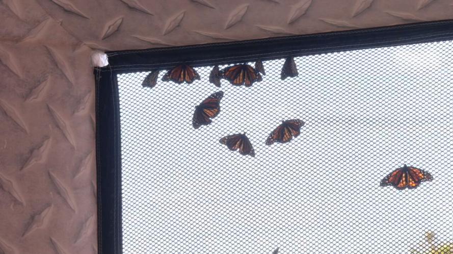 MONARCH FEST (1).jpeg