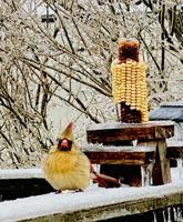 IMAGES | Snow, Sleet and Freezing Rain Leave Behind Winter Wonderland in Kentuckiana