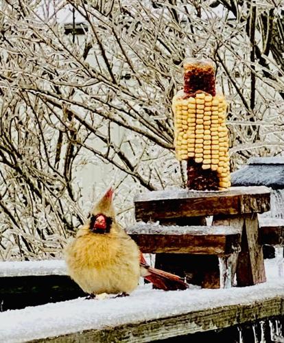 ICE - RADCLIFF BIRD AND FEEDER.jpg
