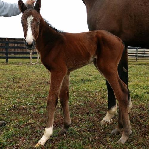 Justify first foal