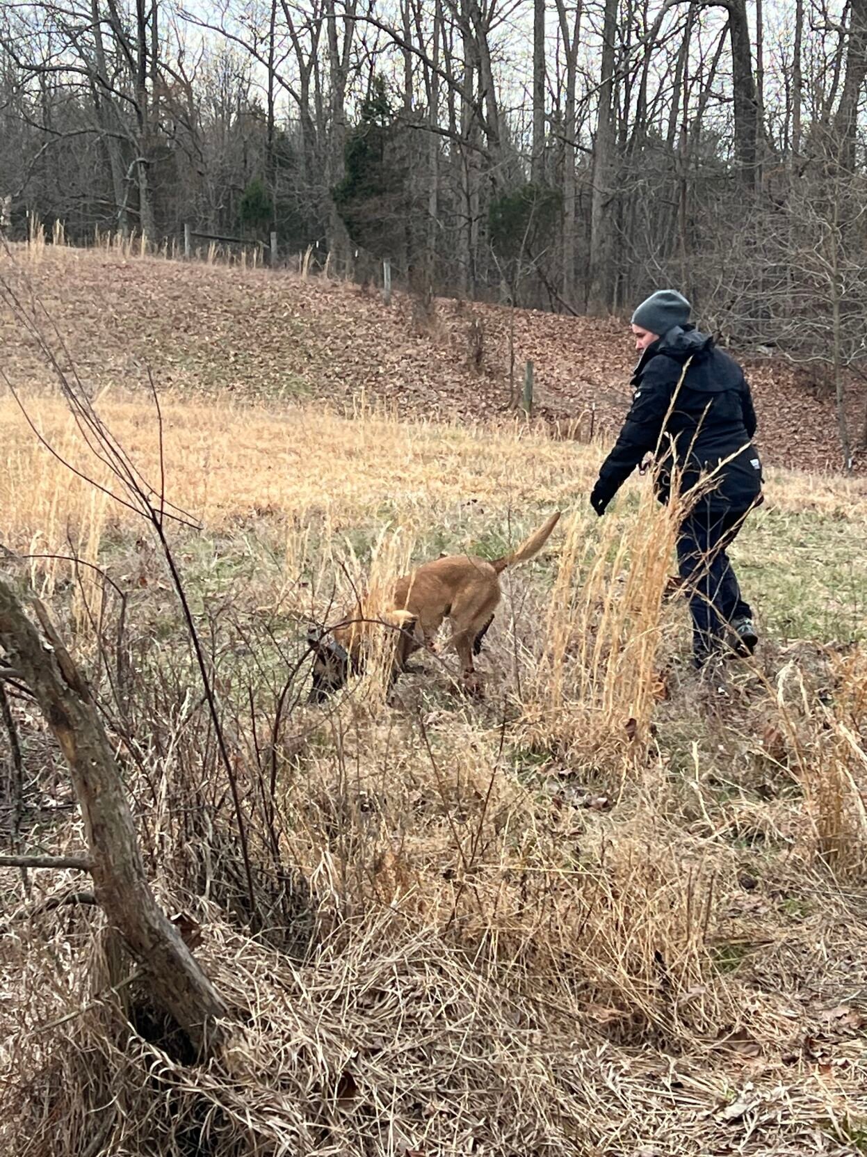 A police K-9 and its handler take part in a search for a missing woman in Caneyville, Kentucky