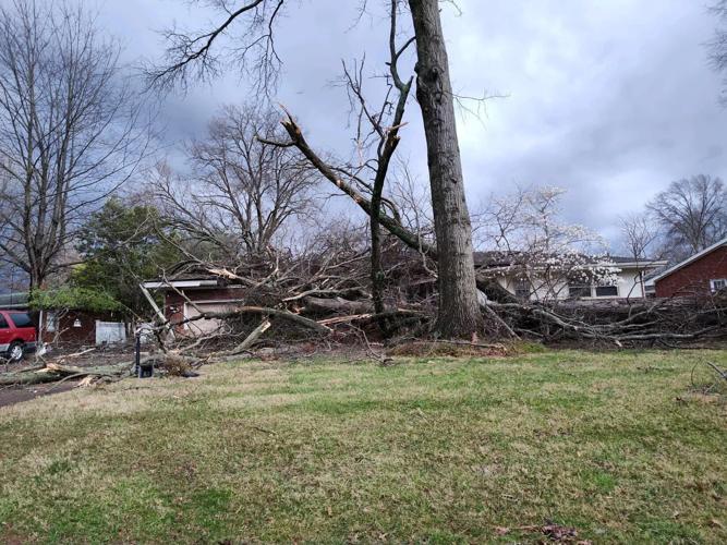 Tree damage at Hikes Point home