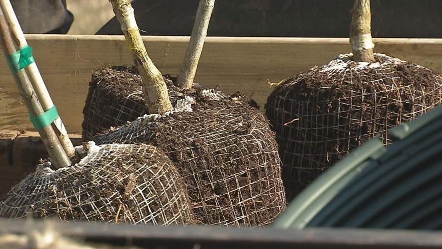 TreesLouisville Inauguration Day tree planting (4).jpeg