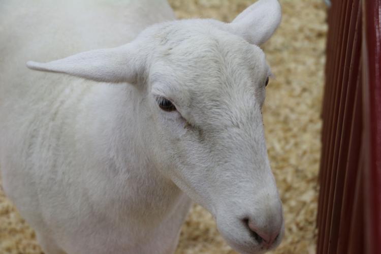 KENTUCKY STATE FAIR 2019 LIVESTOCK - LAMB(71).jpg