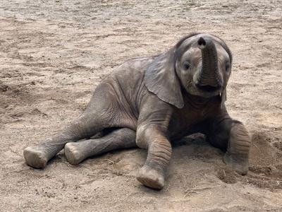 Louisville Zoo to celebrate Fitz the elephant's 2nd birthday this weekend | Local News | wdrb.com