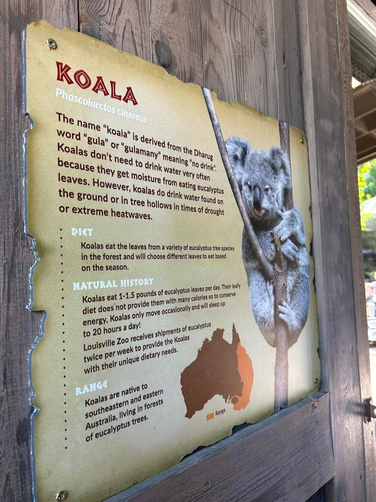 Koalas at the Louisville Zoo