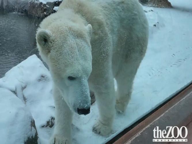Louisville Zoo animals enjoy snow day | News 