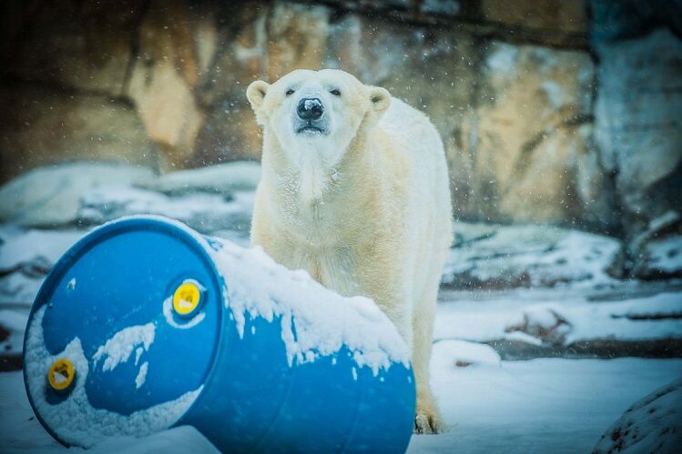 Qannik the polar bear at Lou. Zoo turns 13 - 1.11.24