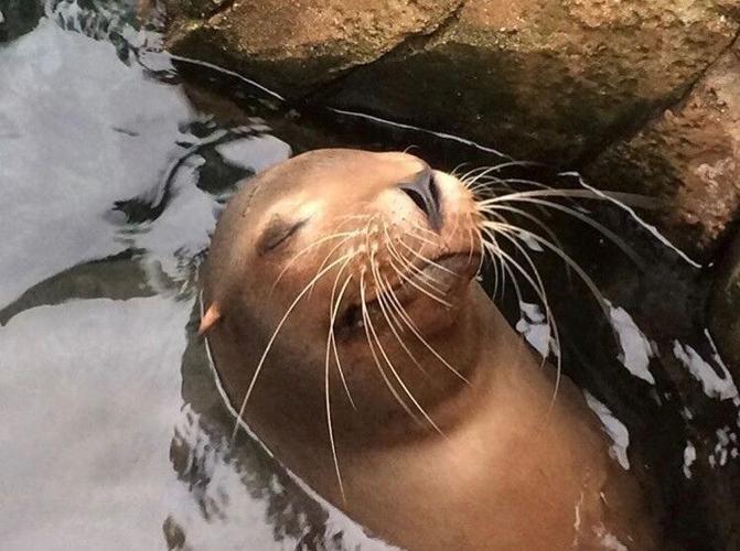 Triton, sea lion, Louisville Zoo