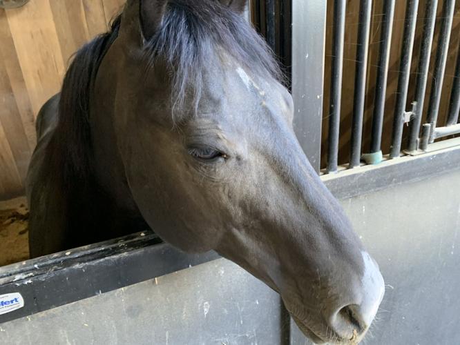 Derby City High School Rodeo 2