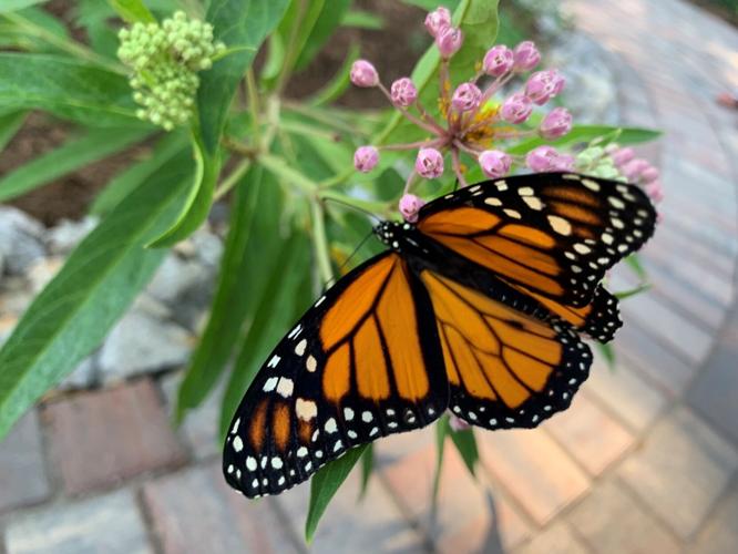 MONARCH GARDEN - ARTS ALLIANCE OF SOUTHERN iNDIANA - 8-12-2021 3.jpg