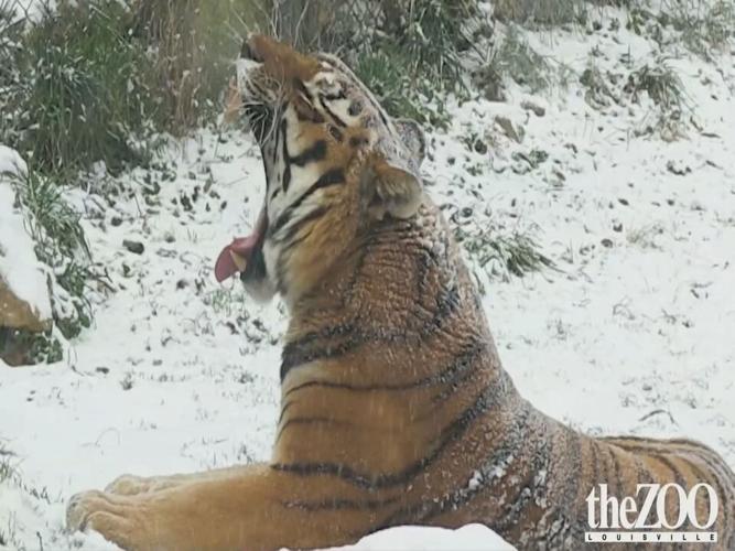 lou zoo animals play in snow.jpeg