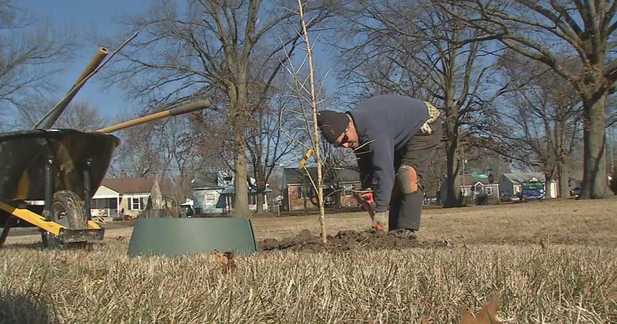 New 'Louisville Tree Plan' aimed at reversing decline of city's tree canopy in more neighborhoods