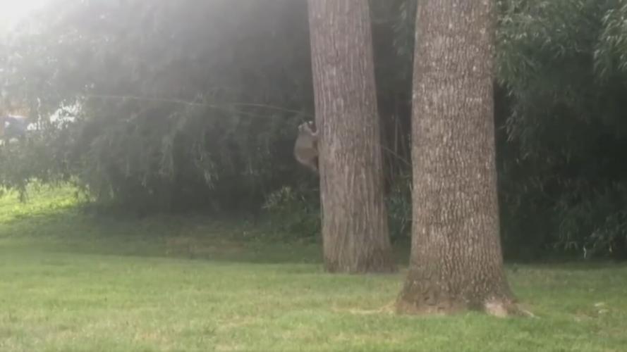 MSD RESCUE RACCOON (1).jpg