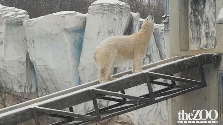 lou zoo animals play in snow.jpeg